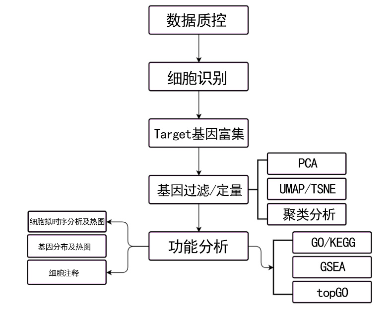 单细胞